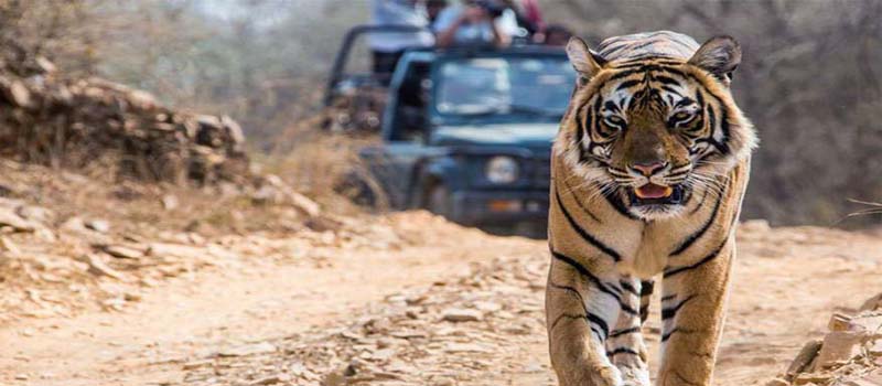 जिम कार्बेट में बाघों की मौत की सीबीआई जांच, विभागीय अफसरों के छूट रहे पसीने