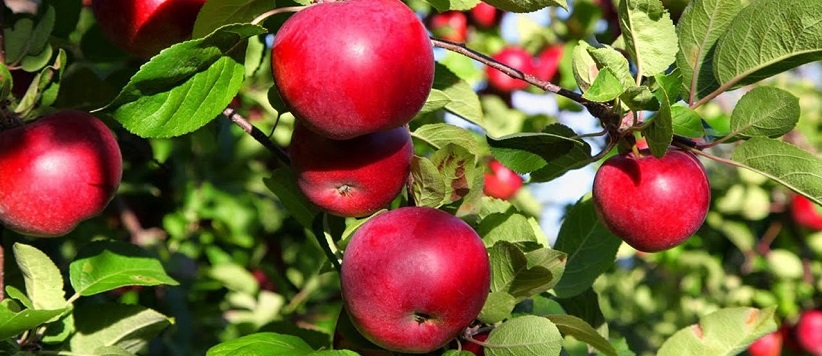 बदलते मौसम के कारण हिमालय में सेब की दो प्रजातियाँ लुप्तप्राय