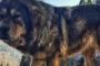 इंटरनेशनल डॉग डे पर जानिये पहाड़ की सबसे वफ़ादार और बहादुर कुत्ते की नस्ल