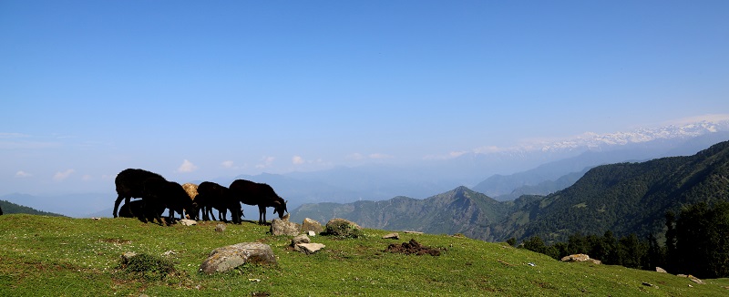 Natural beauty of Uttarakhand Focussed by vinay-kumar