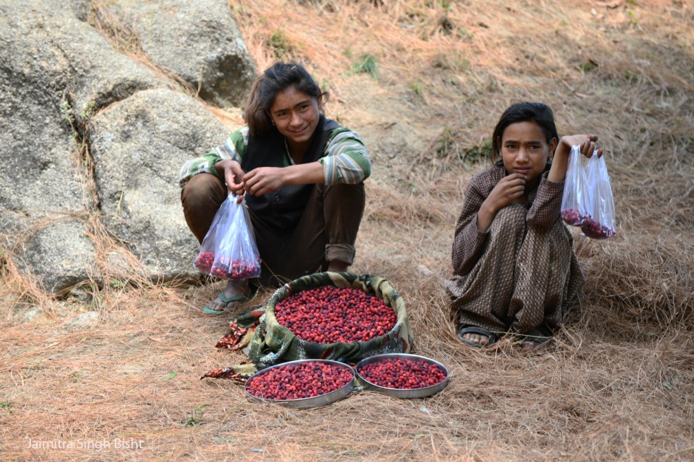 Kafal Himalayan Wild Fruit 