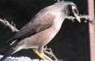 सिटोला : पहाड़ों में अपनी अदाओं के लिये लोकप्रिय पक्षी