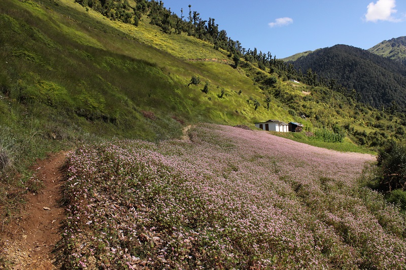 Bedni Bugyal Himalaya Alpine Meadow
