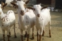 हल्द्वानी में बकरी का दूध 800 रुपया प्रति लीटर