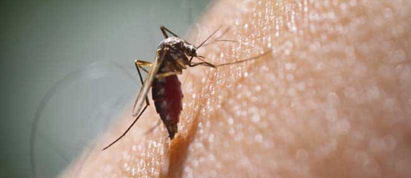 विपक्ष ने षड्यंत्र के तहत डेंगू मच्छर शहर में छोड़ दिए हैं