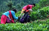 चाय की खेती की असीम संभावनायें हैं उत्तराखंड में