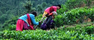 History of Tea Cultivation in Uttarakhand
