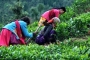चाय की खेती की असीम संभावनायें हैं उत्तराखंड में