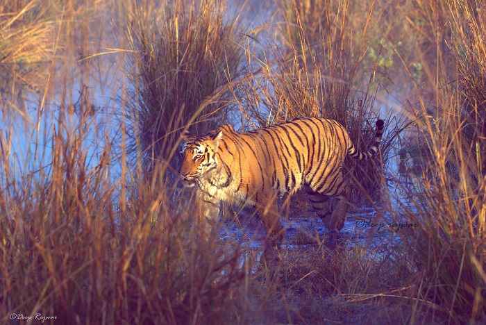 Wildlife Photographer Deep Rajwar