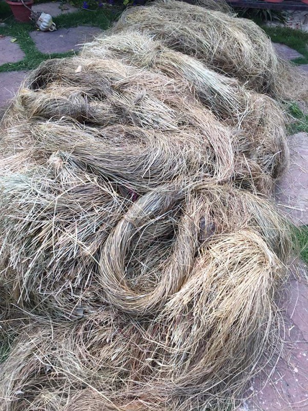 Babil Grass Uttarakhand