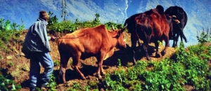 Life of Oxen in the Mountains