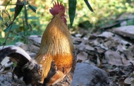 लॉकडाउन में गाँव लौटे शेफ प्रकाश दा की चिकन बिरयानी