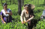 अंग्रेजों के ज़माने की चाय की फसक पराव