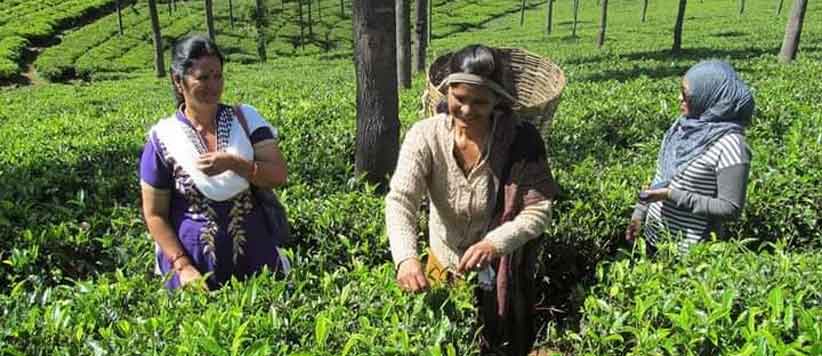 अंग्रेजों के ज़माने की चाय की फसक पराव