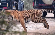 कॉर्बेट पार्क की कहानी : बाघ अवसरवादी भी होते हैं