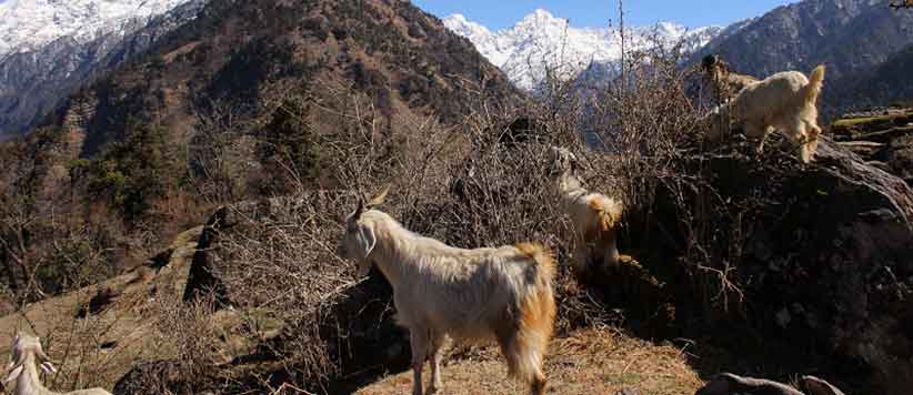 शंखनाद से कम आध्यात्मिक नहीं हिमालयी मवेशियों के गले में बंधी तिब्बती घंटियों के सुर  
